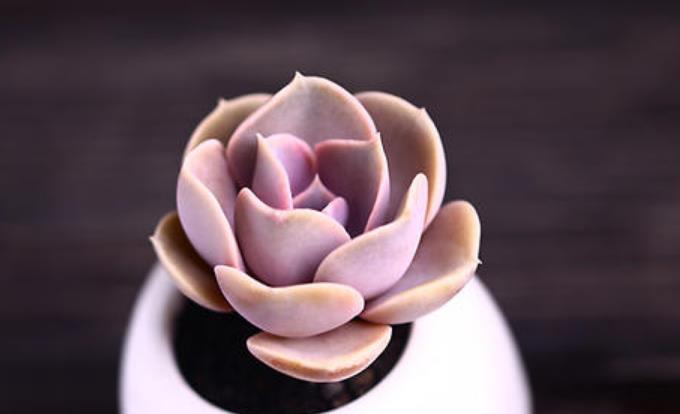 「光照」新手养花,不如养观赏精品:紫珍珠,粉紫色叶片,花朵呈橘色