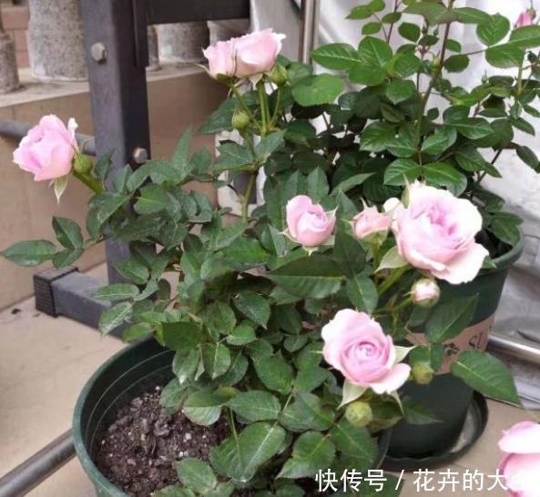  『开爆』春季如何给月季施肥？注意“技巧”，满树花苞，一次开爆！