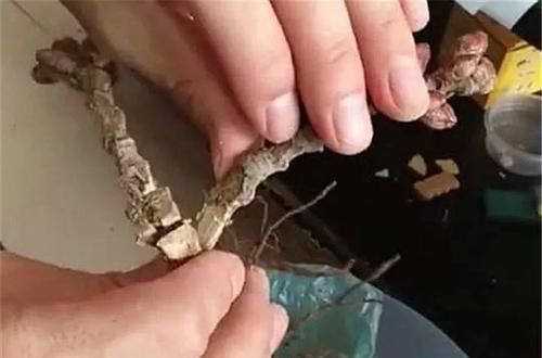  朱顶红：看见这花可别买，忍住，小心被忽悠，花钱买气受！