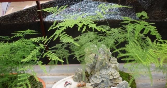  楼下@文竹老长得“乱糟糟”，楼下大爷教你“几招”，叶片青翠，枝形美