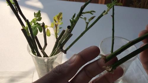  『柳树』植物插迁需要的生根水，不用买到处就有很多，长出的根很是强壮