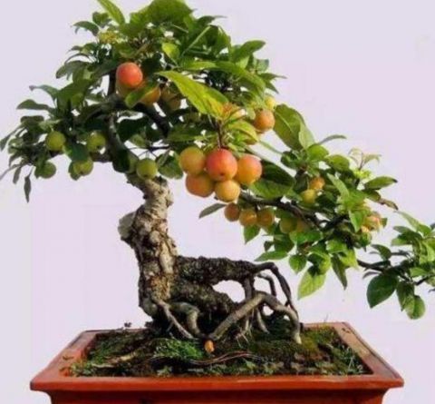 这种植物果实像苹果 现在数量稀少 野外见到要珍惜