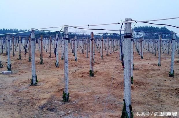 火龙果移栽方法!火龙果种植后需浇一次定根水