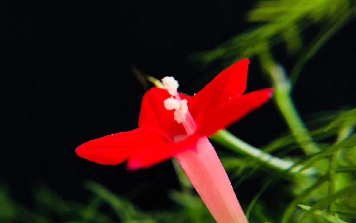  「牡丹」3种花适合春天养，开花比牡丹好看，花色艳丽很漂亮，花中女神