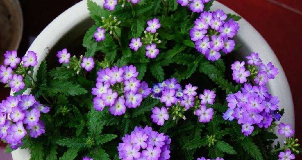  『开出』院子里养1种花，开出的花朵小巧秀美，比太阳花还漂亮