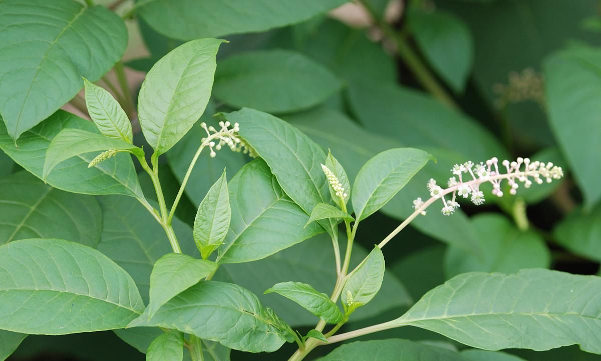  室内：养花 六种植物需注意