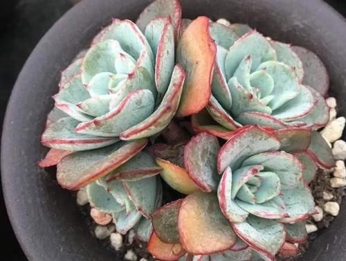  露养■多肉露养好时节：扔外面，1个月没管，美得跟整容了一样！