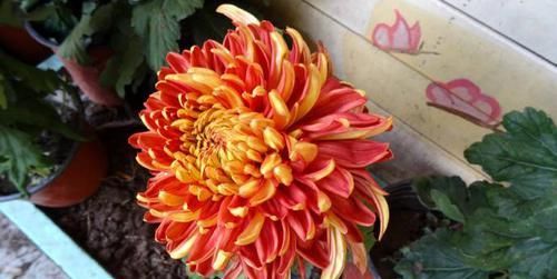 #玫瑰#喜欢玫瑰,不如养盆“珍品名菊”万山红遍,花色靓丽,寓意极好!