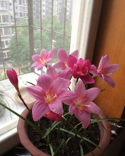  [春天]春天养这几款花，沾土就活，开花200多天，花色柔美靓丽，内敛美