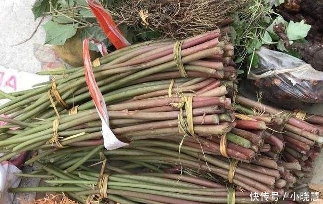 农村这种叫酸杆子的植物，小孩经常采来吃，其实它药用价值特别高