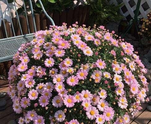 花园|种上这3种花，阳台美的像“花园”，轻松爆盆，四季花开不断！
