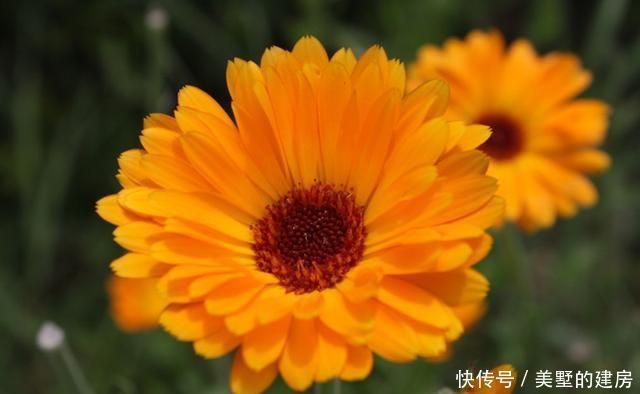 #适合#春天不适合种菊花？3种“菊花”养护好，可以从春开到秋