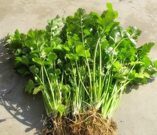 种子:阳台种香菜容易出苗,做好这2步,茎叶蹿个快上桌快