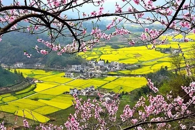 中国最美的油菜花海,油菜花逐渐“染黄”了神州大地