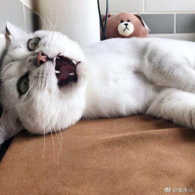 北大教授点评铲屎官和兄弟纠纷：证据要公开，才不会是忽悠或伪善