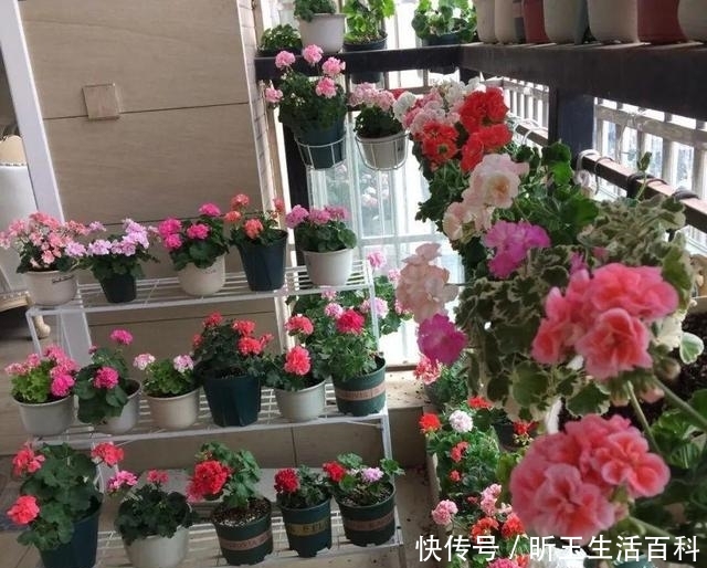 『家里』家里有阳台,养上这些花,一年四季,花开如大海,源源不断花