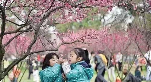 2019长沙最新旅游攻略，2019长沙最佳赏花时间表来了！