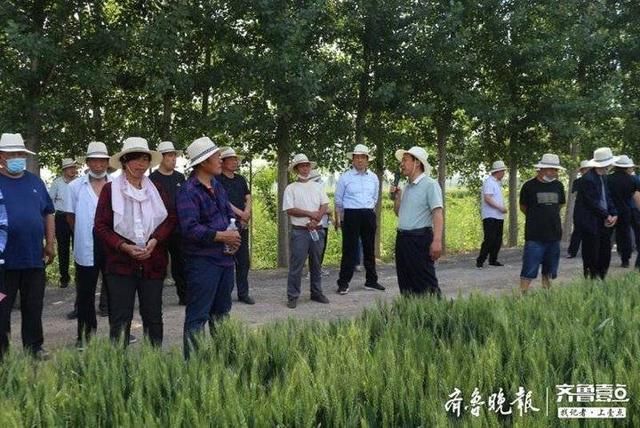  惠民县|惠民县农业农村局组织种粮大户到姜楼镇观摩优质麦种植情况