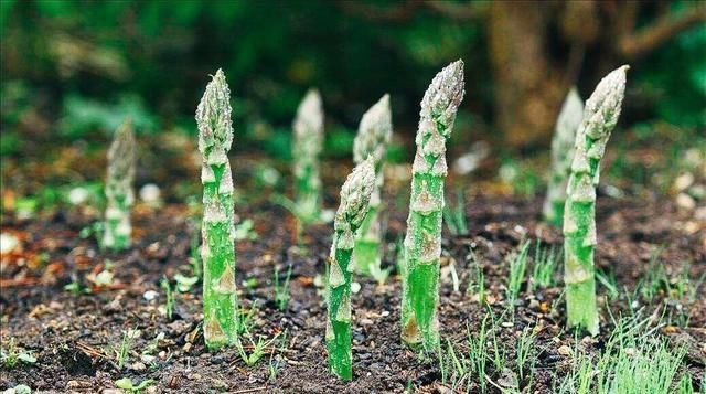 「蔬菜」北方春天吃什么时令蔬菜好？老厨师说：10种露地应季蔬菜可多吃！