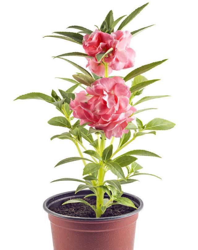  喜欢@凤仙花赶紧种一棵,夏天指甲油钱都省了!
