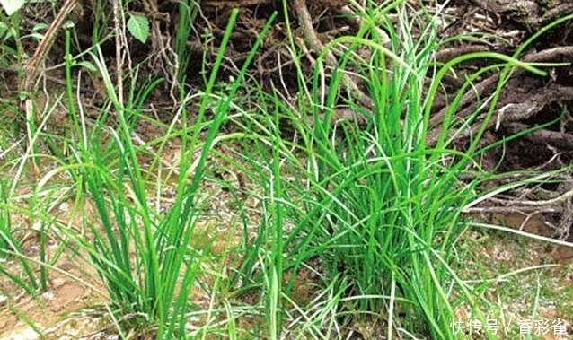  【采挖】这种像韭菜的野草不要随意采挖，是国家一级保护植物，