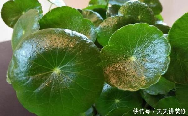 「疏松」养铜钱草容易爆盆,有的人却养得疏松零星,原来缺少了这种方法!