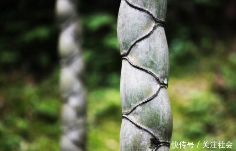 农村见到这种竹子千万要留意，也许一根顶你3月工资