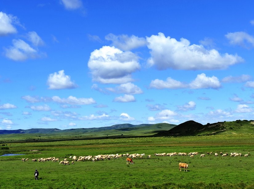  [树木]3个原因告诉你，为啥草原上树木稀疏，草却长得茂盛！