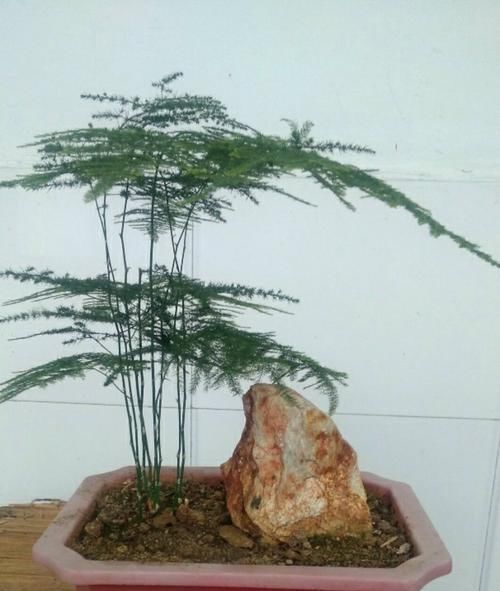  「盆土」文竹不长新枝为哪般？根部是祸首，想做文竹盆景先养枝繁叶茂