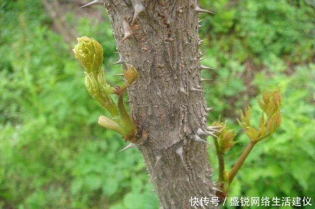  我国|这树满身刺，营养不输人参，我国种植少有人吃，出口日本成