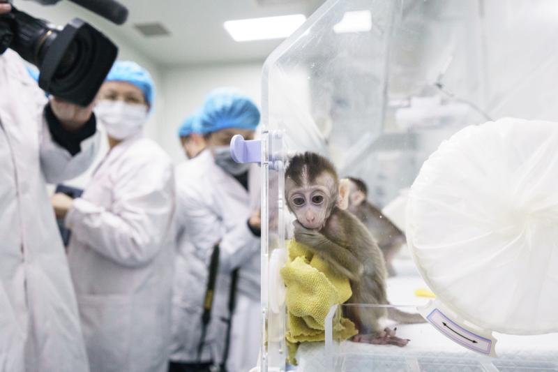 重磅！世界首例生物節律紊亂體細胞克隆猴模型誕生，對疾病研究和藥物研發價值不可估計 科技 第5張