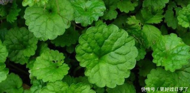 这种野草叫做活血丹，农村老人也叫它透骨风，你们知道有啥价值吗