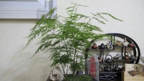  #增加植物#文竹浇水时加1种东西，保证叶片不再黄叶、干枯