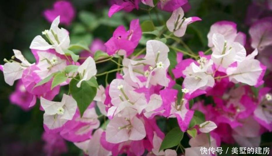 「三角梅」“绿叶双色”三角梅,开花只有一种色?教你“2招”,开出多色花