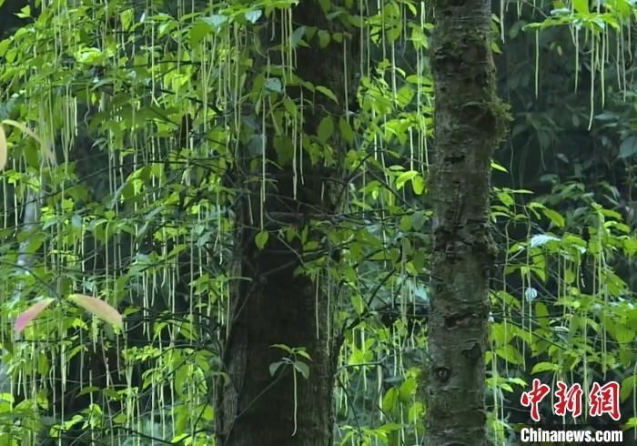  『高黎贡山国家级自然』高黎贡山发现濒危植物滇桐野生种群 数量达31株