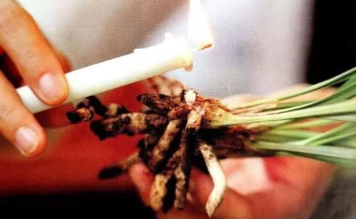 「台长」兰花催芽育苗新招分享,在盆内进行分株,不换盆发芽更快!