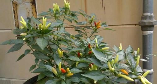  『邻居』阳台种菜，一个月长满盆，新鲜韭菜一茬接一茬，吃不送邻居