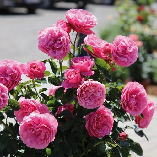 「热闹」一年四季开花不断的花卉,养几盆阳台“热闹”一整年!