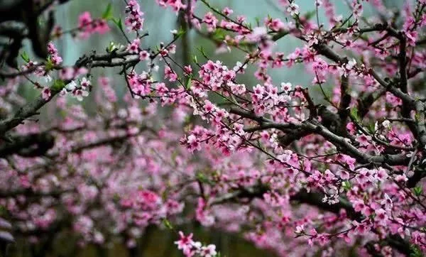 阳春三月,群芳争艳!来看西安这些“花花世界”的最佳踏春赏花指南