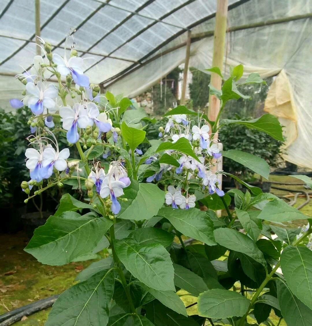  『新型』此新型观赏植物，花似蓝蝴蝶，美丽动人，全年可开花，是盆栽佳品