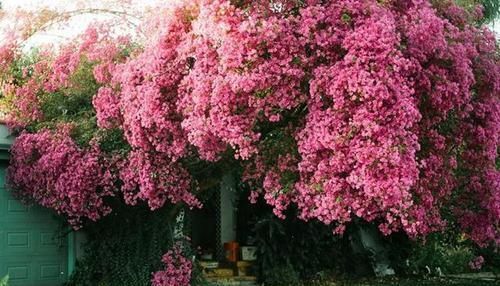  『三角梅』有院子的话，一定养这花，开花大又香！