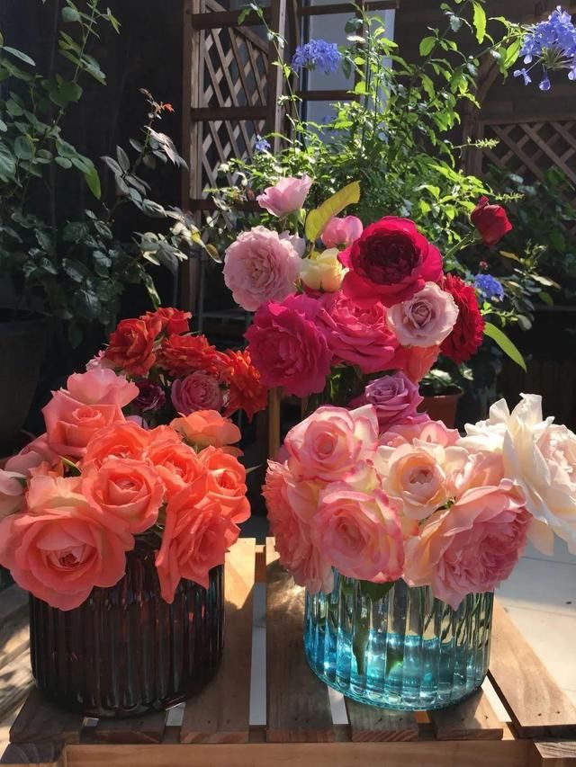 「球老师爱吃薄荷冰淇」封闭阳台养花,防盗窗有大用,1平米也能变花园!