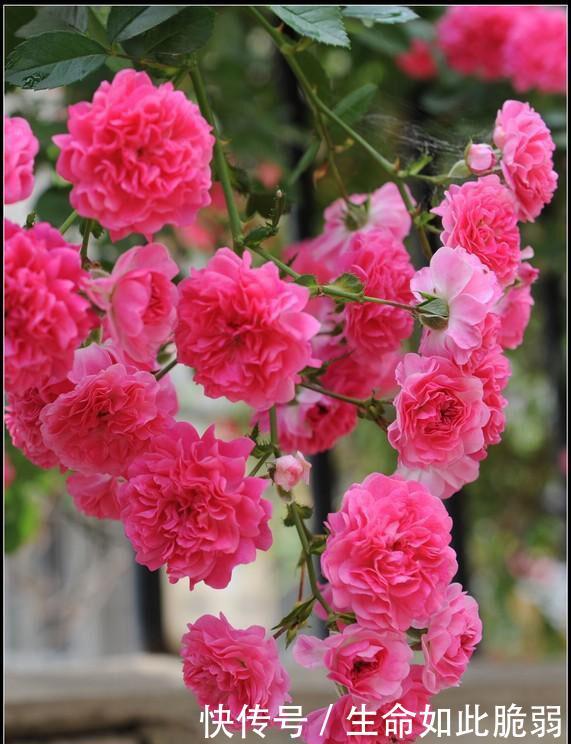 此花被誉为香水之花,花期长达6个月,院子里栽两株,庭院变花海