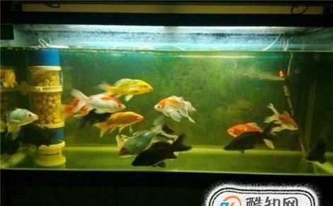  『养鱼』鱼缸养鱼，水黄怎么处理？