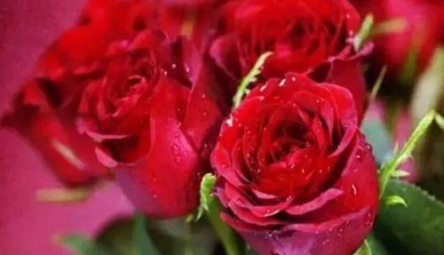  记住@养护玫瑰，只要记住3个关键点，长枝、开花还爆盆！