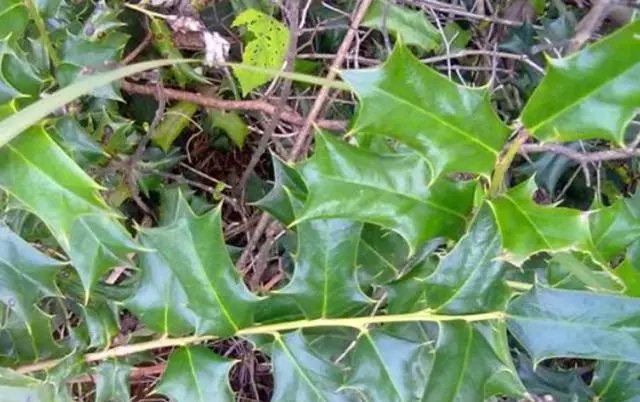  出门■农村老鼠多，农民伯伯用“它”治老鼠，放在老鼠洞口，不