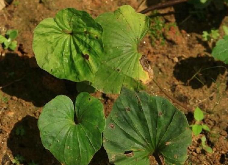 『草丛』一植物,长在野外草丛,殊不知价值奇高,你认识吗?