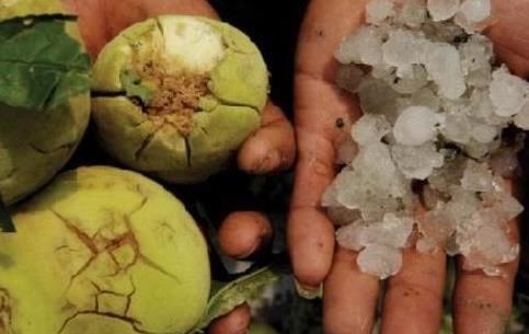 山东突降冰雹，不仅农民遭了秧，就连汽车也掀开了“遮羞布”！