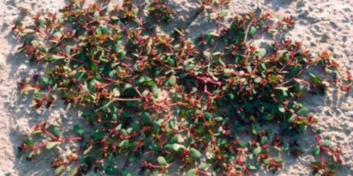  「想到」这种草叫血见愁，农村处处可见，没想到这么厉害