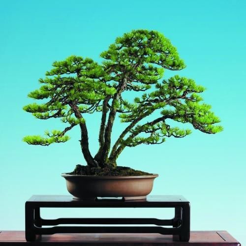 农村这种植物，可盆栽做盆景，是一些城市的绿化植物